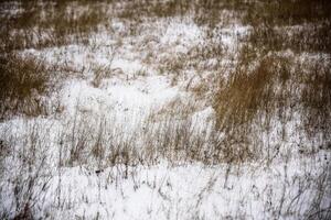 Snowy Swedish meadow with withered grass leaves photo