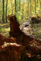 Fallen tree in Nature reserve NSG Eldena near Greifswald in Germany photo