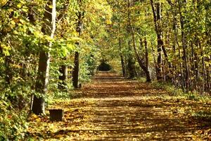 Pappelallee, a small alley leading to Nature reserve NSG Eldena near Greifswald photo