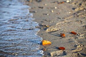 Autumn leaves at the beach of the Baltic Sea photo