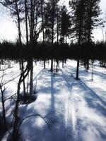 Backlit trees and ski tracks in Swedish winter photo
