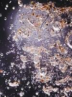 Reflected light microscopy of house dust sample photo