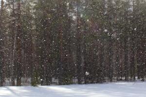 Heavy snow on sunny day in front of defocused forest photo