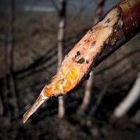 Colorful mold on a cut birch branch photo