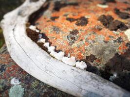 Weathered reindeer jaw lying on a rock photo