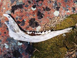 Weathered reindeer jaw lying on a rock photo