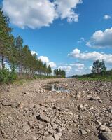 Dry river bed at Skellefte River in Sweden photo