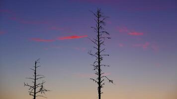 Two tree silhouettes in front of evening sky photo