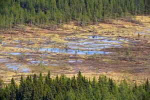 View on a summerly mire in Swedish Lapland photo