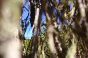 View through a lichenous tree in Swedish forest photo