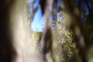 View through a thicket in Swedish forest photo