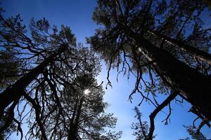 Upward view to big old pine trees photo