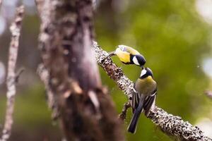 Two great Parus major feeding while perched on a lichenous tree photo