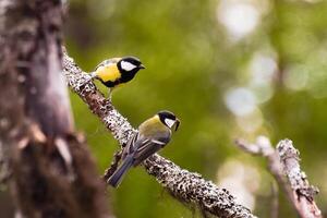 Two great Parus major with a worm perched on a lichenous tree photo