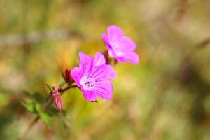 Close up of flowering wood cranesbill Geranium sylvaticum photo