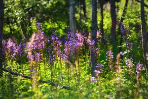 Abundance of flowering alpine sow-thistle Cicerbita alpina photo