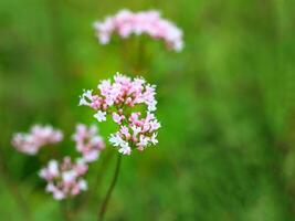 Close up of flowering valerian Valeriana sambucifolia photo