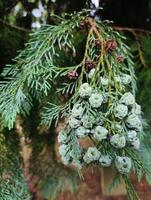 Macro of aborvitae cones on a twig photo