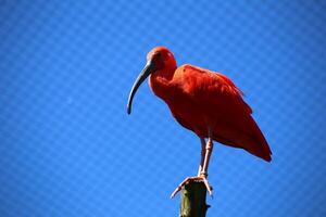Scarlet ibis Eudocimus ruber perched on a wooden pole photo