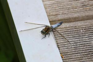 A black-tailed skimmer Orthetrum cancellatum perching on platform photo