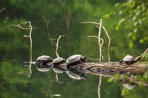 Pond sliders Trachemys scripta sitting on a branch photo