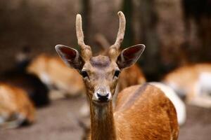 European fallow deer Dama dama in focus photo