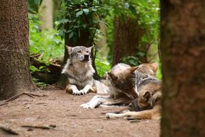 Wolfpack Canis lupus resting in the forest photo