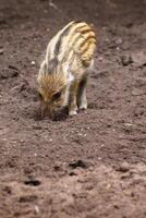 Wild boar piglet Sus scrofa seeking food on the ground photo