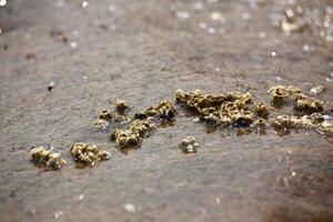 Macro of Barnacles Sessilia at the sea shore photo