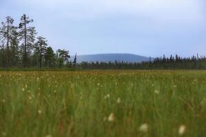 Low view over marshland in Muddus National Park in Sweden photo