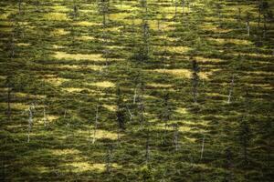 Marshland with small birches in Swedish Lapland photo