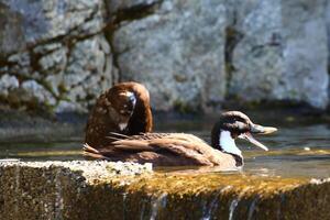 Brown ducks quacking in the water on a sunny day photo