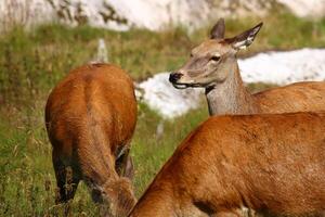 Red deer doe Cervus elaphus in focus photo