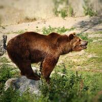 Brown bear Ursus arctos standing on a rock photo
