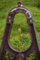 Yellow goldenrod framed by a rusty machinery part in nature photo