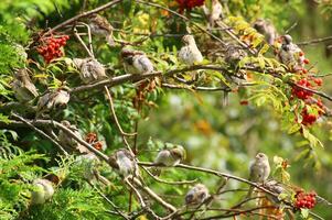 Flock of house sparrows Passer domesticus grooming in a tree with red berries photo