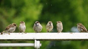 Six house sparrows Passer domesticus in a row photo