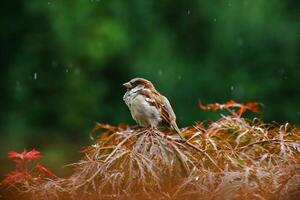 Male house sparrow Passer domesticus perching on a red bush photo