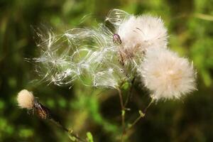 cerca arriba de peludo papus y brotes de campo cardo cirsium arvense foto