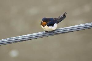 Barn swallow Hirundo rustica sitting on a steel cable photo