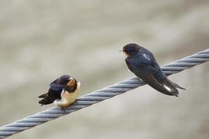 Two barn swallows Hirundo rustica, young and old photo