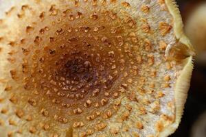 Close up of shaggy scalycap Pholiota squarrosa photo