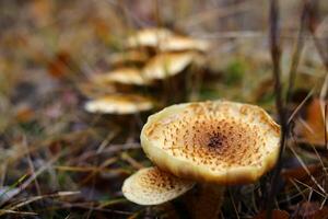 Group of Pholiota mushrooms Shaggy scalycap - Pholiota squarrosa photo