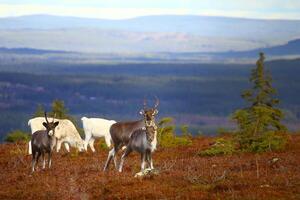 Cute reindeer in Swedish lapland mountain region photo