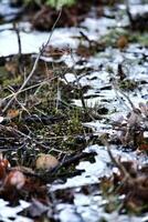 Close up of frozen ice structures in the beginning of winter photo