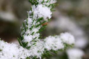 Close up of spruce Picea abies needles in fresh snow photo