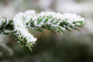 Close up of spruce Picea abies needles in fresh snow photo