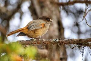 Curious Siberian jay Perisoreus infaustus sitting on a twig photo