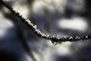 Close up of snow flakes and ice crystals on a twig photo