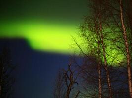 Intense northern lights behind a group of birches photo